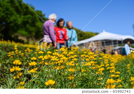 人民存在獎龍潭陸豐花季，黃色陸豐花，寄宿根羽扇，玫瑰眼，豆科植物，羽扇豆 65992741