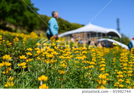 人民存在獎龍潭陸豐花季，黃色陸豐花，寄宿根羽扇，玫瑰眼，豆科植物，羽扇豆 65992744