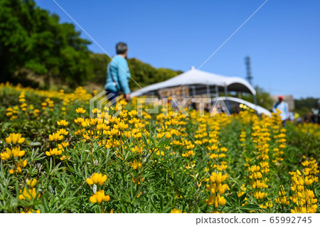 人民存在獎龍潭陸豐花季，黃色陸豐花，寄宿根羽扇，玫瑰眼，豆科植物，羽扇豆 65992745