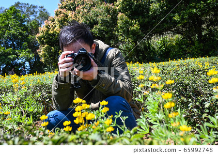 People's presence award Longtan Lu Feng flower season, yellow-colored Lu Feng flower, lodging root feather fan, rose eyes, legume, feather fan beans People's presence award Longtan Lu Feng flower season, yellow-colored Lu Feng flower, lodging root feather fan, rose eyes, legume, feather fan beans 65992748
