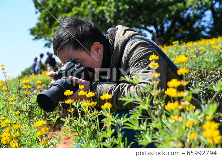 龍潭鹿峰花季，黃色羅湖花，內羽菜豆，玫瑰眼，豆類，羽扇豆植物 65992794