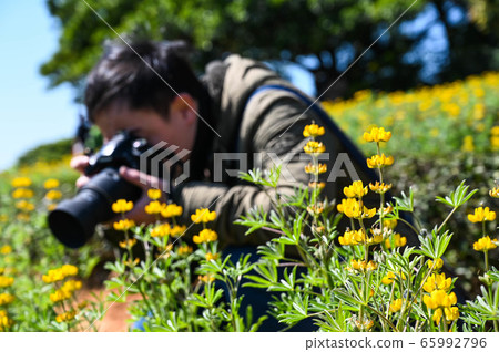 龍潭鹿峰花季，黃色羅湖花，內羽菜豆，玫瑰眼，豆類，羽扇豆植物 65992796