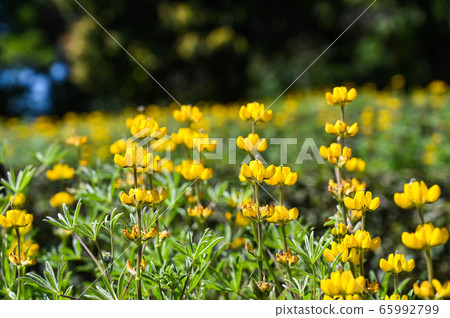 龍潭鹿峰花季，黃色羅湖花，內羽菜豆，玫瑰眼，豆類，羽扇豆植物 65992799