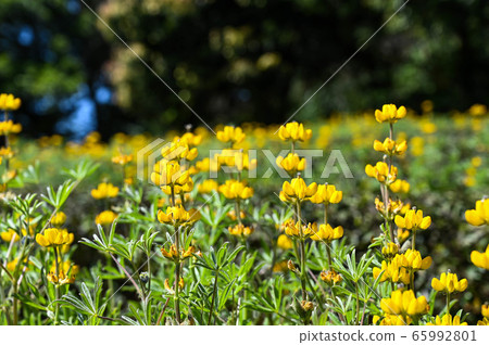 龍潭鹿峰花季，黃色羅湖花，內羽菜豆，玫瑰眼，豆類，羽扇豆植物 65992801