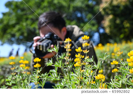 龍潭鹿峰花季，黃色羅湖花，內羽菜豆，玫瑰眼，豆類，羽扇豆植物 65992802