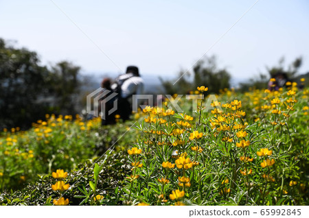 龍潭鹿峰花季，黃色羅湖花，內羽菜豆，玫瑰眼，豆類，羽扇豆植物 65992845