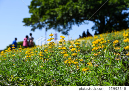 Longtan Lufeng Flower Season, Yellow-colored Luohu Flower, Inner Root Fan Fan, Rose Eyes, Legumes, Fan Fan Bean Plant Longtan Lufeng Flower Season, Yellow-colored Luohu Flower, Inner Root Fan Fan, Rose Eyes, Legumes, Fan Fan Bean Plant 65992846