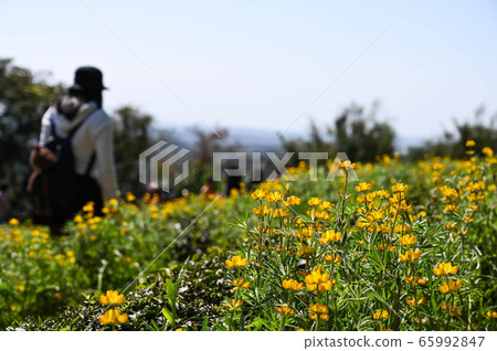 龍潭鹿峰花季，黃色羅湖花，內羽菜豆，玫瑰眼，豆類，羽扇豆植物 65992847