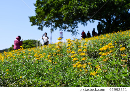 龍潭鹿峰花季，黃色羅湖花，內羽菜豆，玫瑰眼，豆類，羽扇豆植物 65992851