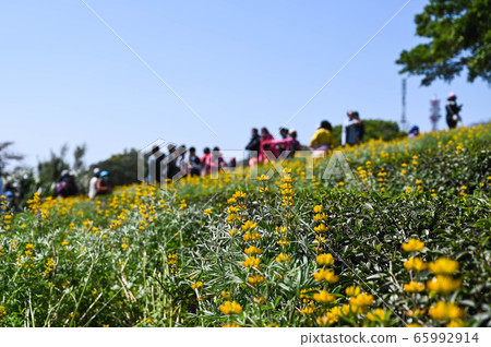 龍潭鹿峰花季，黃色羅湖花，內羽菜豆，玫瑰眼，豆類，羽扇豆植物 65992914