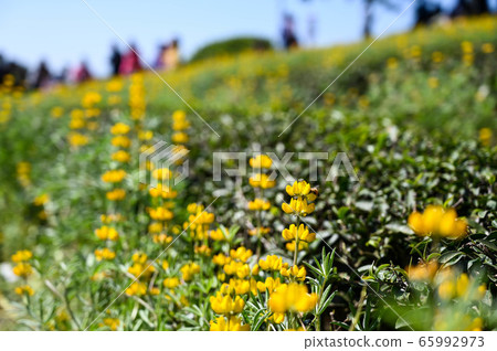 龍潭鹿峰花季，黃色羅湖花，內羽菜豆，玫瑰眼，豆類，羽扇豆植物 65992973
