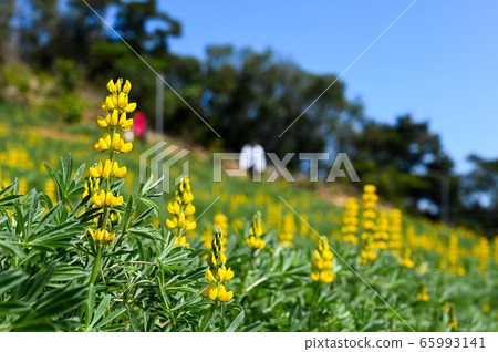 龍潭鹿峰花季，黃色羅湖花，內羽菜豆，玫瑰眼，豆類，羽扇豆植物 65993141