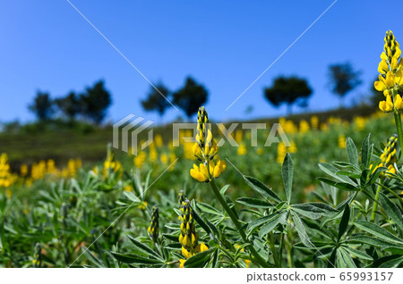 龍潭鹿峰花季,黃色羅湖花,內羽菜豆,玫瑰眼,豆類,羽扇豆植物 龍潭鹿峰花季,黃色羅湖花,內羽菜豆,玫瑰眼,豆類,羽扇豆植物 65993157