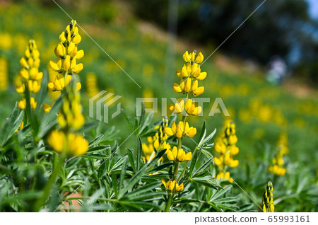 龍潭鹿峰花季，黃色羅湖花，內羽菜豆，玫瑰眼，豆類，羽扇豆植物 65993161