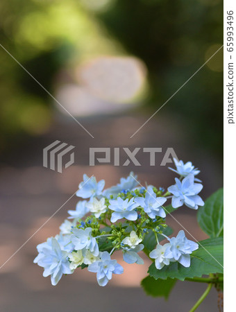 Afternoon in summer sunshine 65993496
