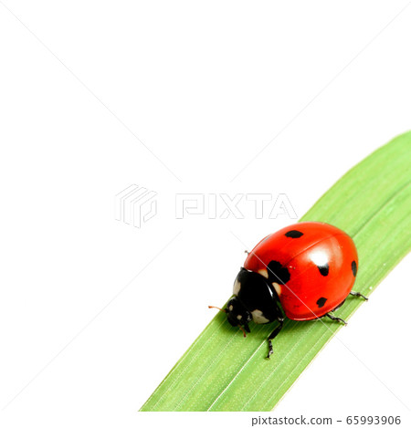 ladybug on grass 65993906