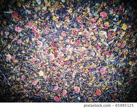 focusing of fallen flowers on the road blackground focusing of fallen flowers on the road blackground 65995125