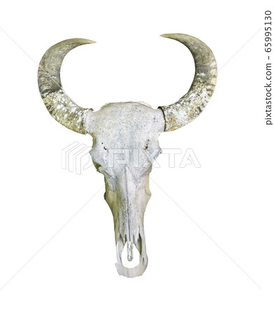 Buffalo skull isolated on white with clipping path Buffalo skull isolated on white with clipping path 65995130