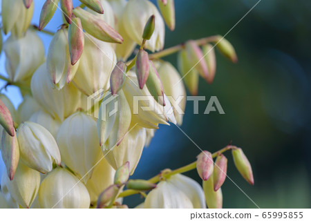 Atsuba Kimigayoran's flower, Atsuba Kimidairan 65995855