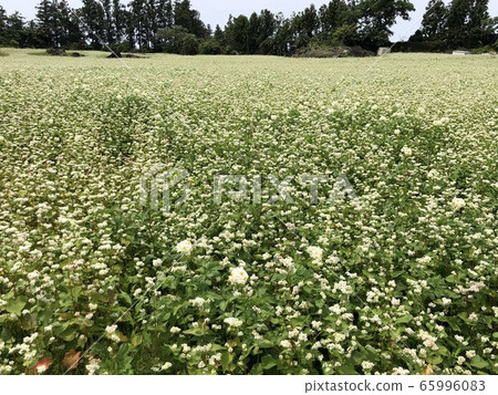A landscape with buckwheat and potato flowers in bloom 65996083