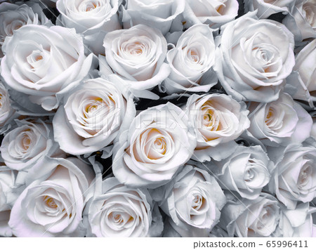 White roses close-up, a bouquet of flowers for Mother's Day. Wedding events and other holidays. Flat lay.. 65996411