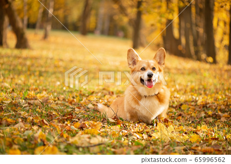 Corgi in the autumn park on the fallen gold leaves background 65996562