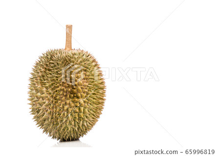 Popular Malaysian durian D101 breed against white background Popular Malaysian durian D101 breed against white background 65996819