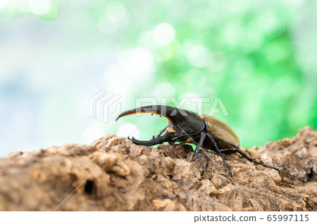 Hercules giant monkey 65997115