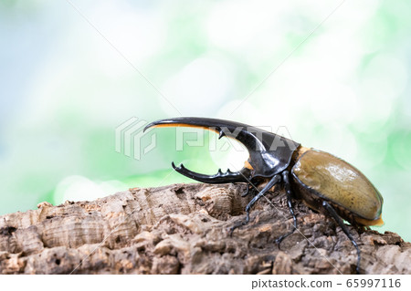 Hercules giant monkey 65997116