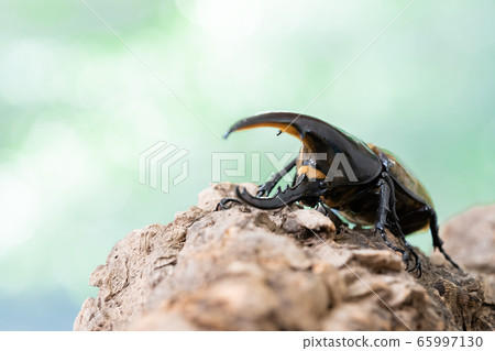 赫拉克勒斯巨型猴子 65997130