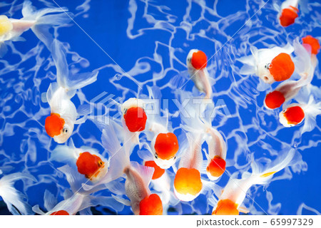 Goldfish   65997329