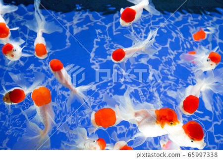 金魚 金魚 65997338