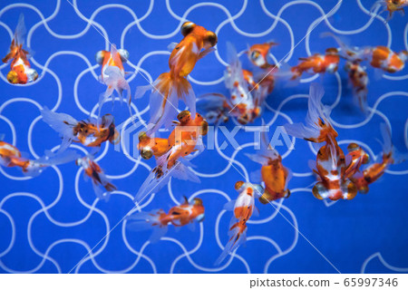 金魚 金魚 65997346