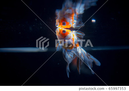 金魚 金魚 65997353