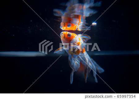 金魚 金魚 65997354