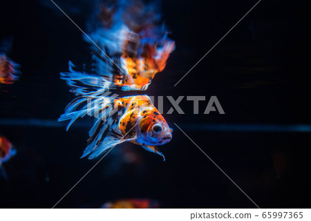 Goldfish Goldfish 65997365