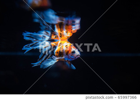 Goldfish Goldfish 65997366