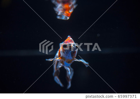 Goldfish Goldfish 65997371