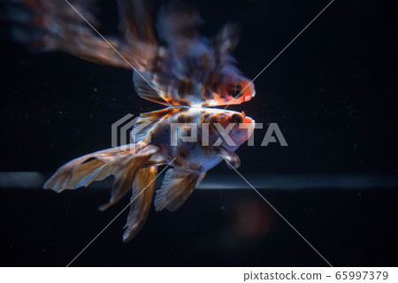 Goldfish Goldfish 65997379