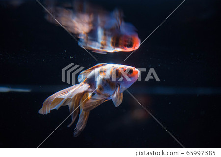 Goldfish Goldfish 65997385