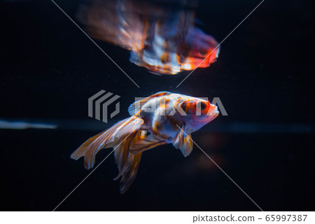 Goldfish Goldfish 65997387