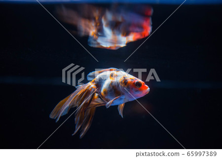 Goldfish Goldfish 65997389