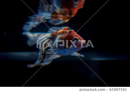 Goldfish Goldfish 65997391