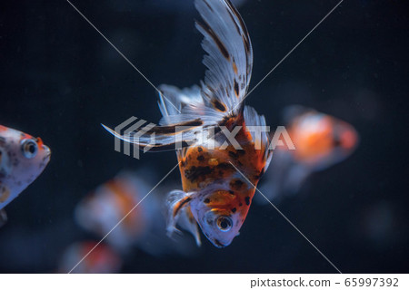 金魚 65997392