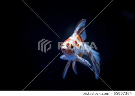 金魚 金魚 65997394