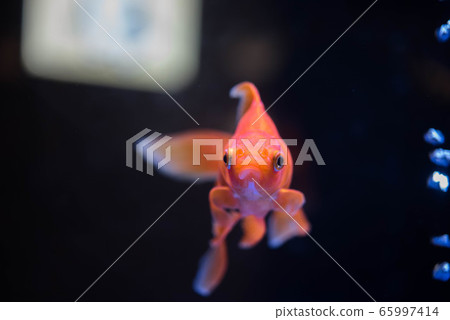 Goldfish   65997414