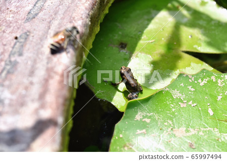 Baby toad, Young common small frog sitting on green leaf, Frogs eat insects and control the natural 65997494
