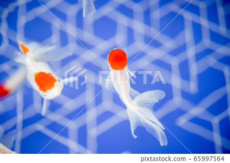 Goldfish Goldfish 65997564