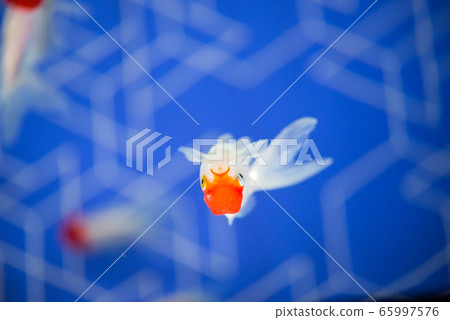 Goldfish Goldfish 65997576
