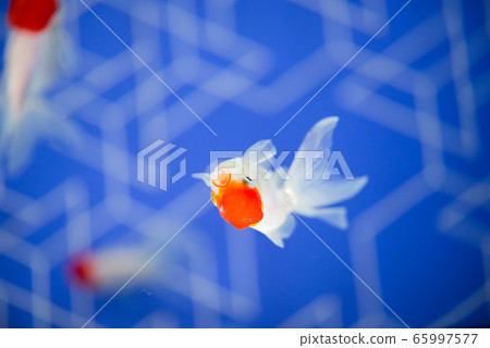 Goldfish Goldfish 65997577